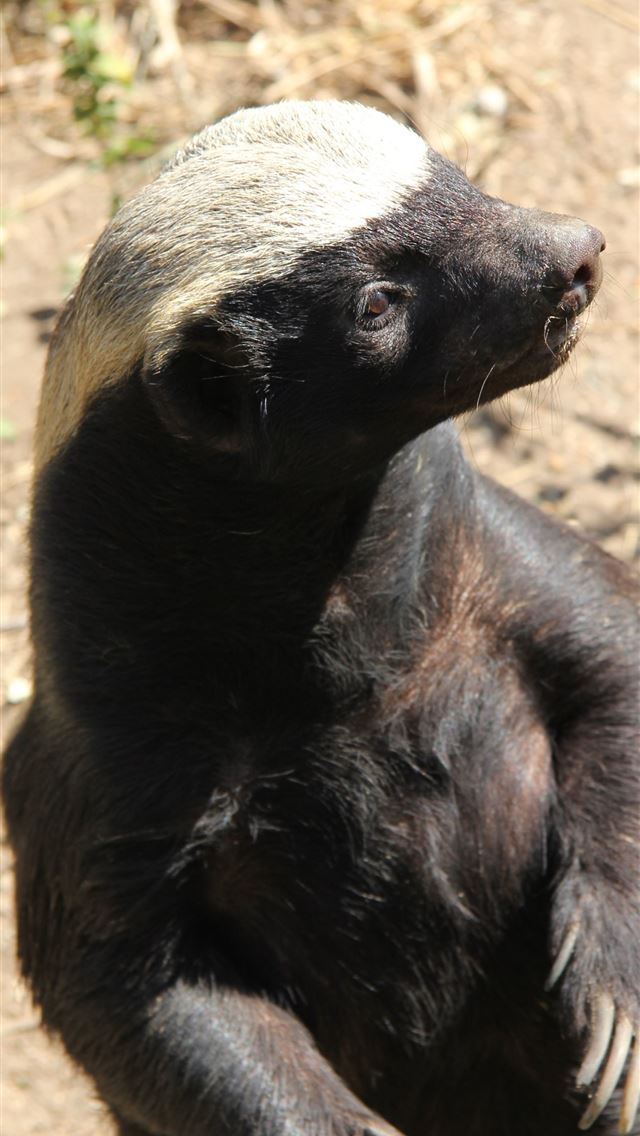 1284x2778 aardvark - aardvark iPhone Wallpaper