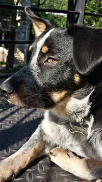 ginger gunner fortnite wallpaper