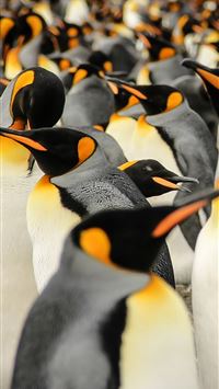 talonflame hd wallpaper