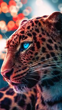 south africa flag wallpaper