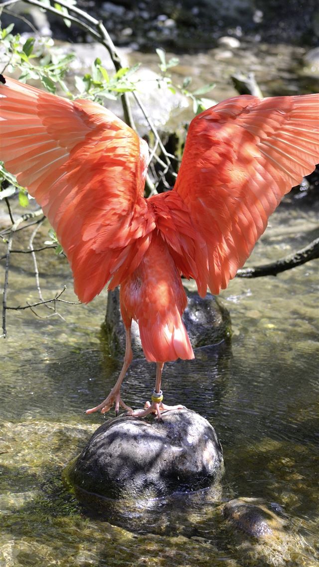 1284x2778 ibis - ibis iPhone Wallpaper