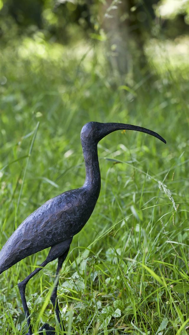 1284x2778 ibis -  iPhone Wallpaper