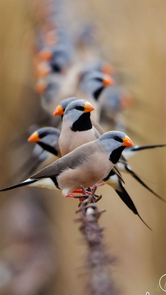 1284x2778 sternidae -  iPhone Wallpaper