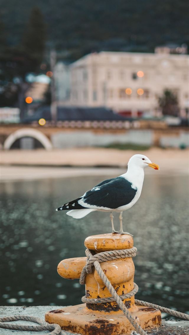 1284x2778 sternidae -  iPhone Wallpaper