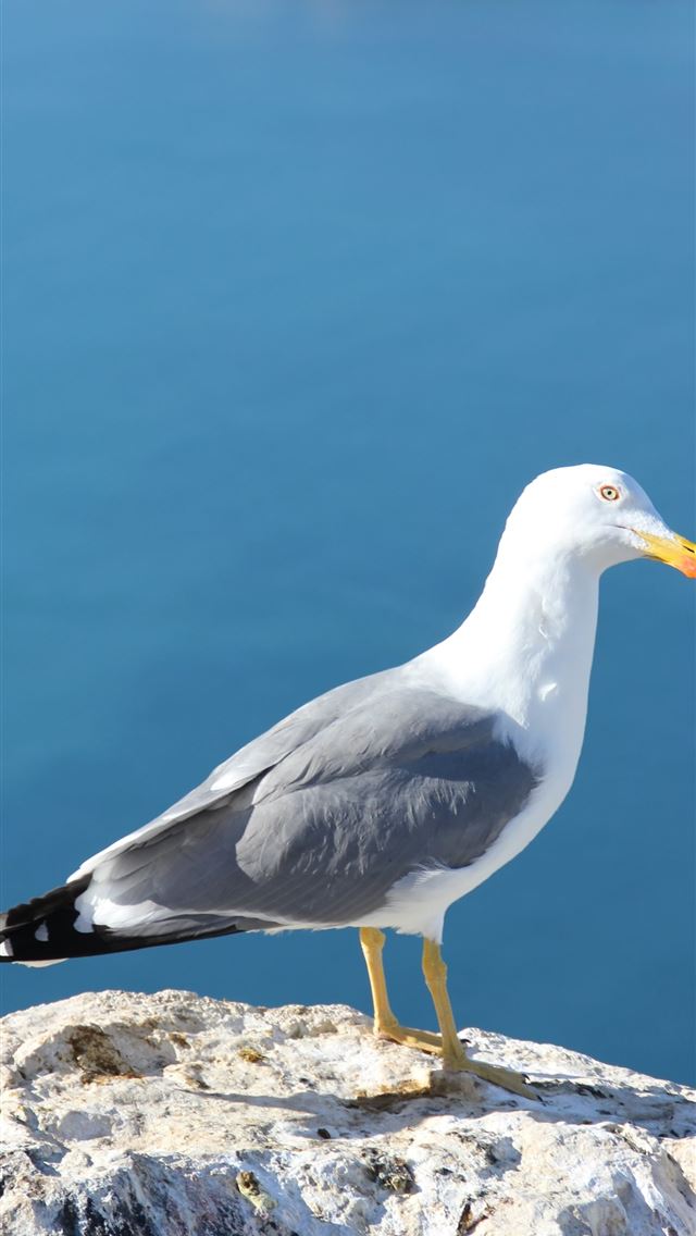 1284x2778 sternidae -  iPhone Wallpaper