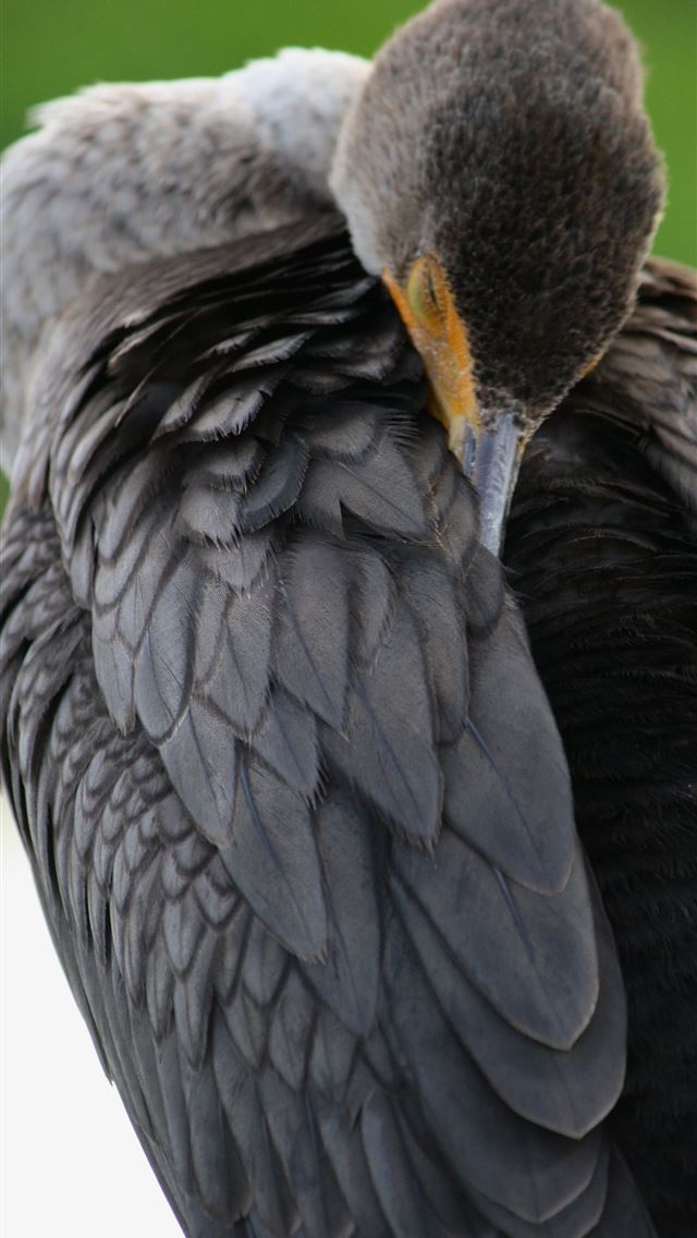 1284x2778 sternidae -  iPhone Wallpaper