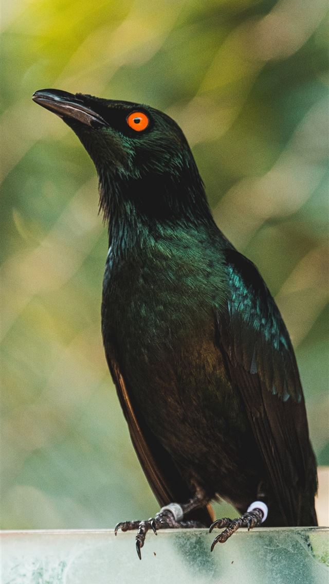 1284x2778 starling - starling iPhone Wallpaper