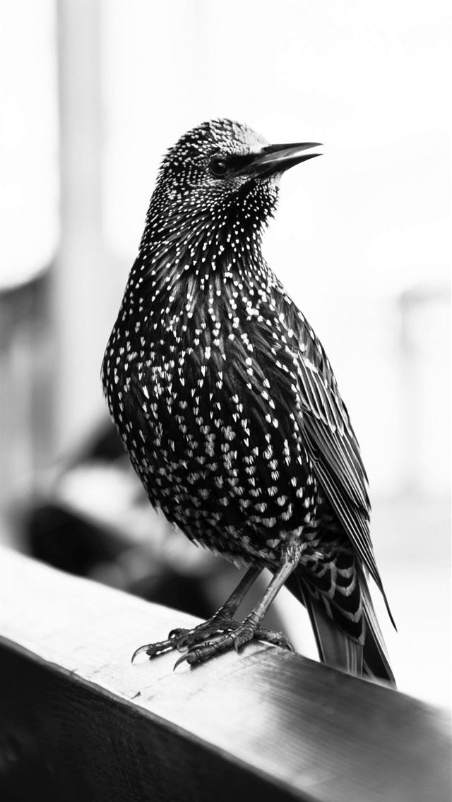 1284x2778 starling - starling iPhone Wallpaper