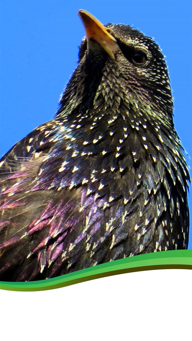 1284x2778 starling - starling iPhone Wallpaper
