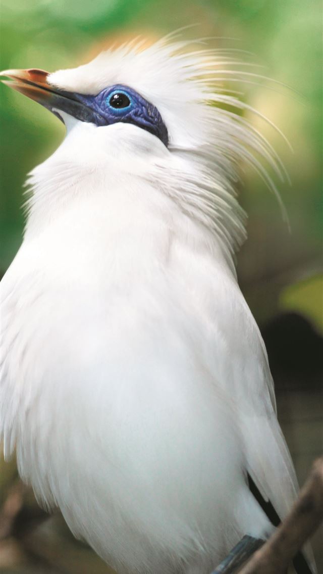 1284x2778 starling - starling iPhone Wallpaper