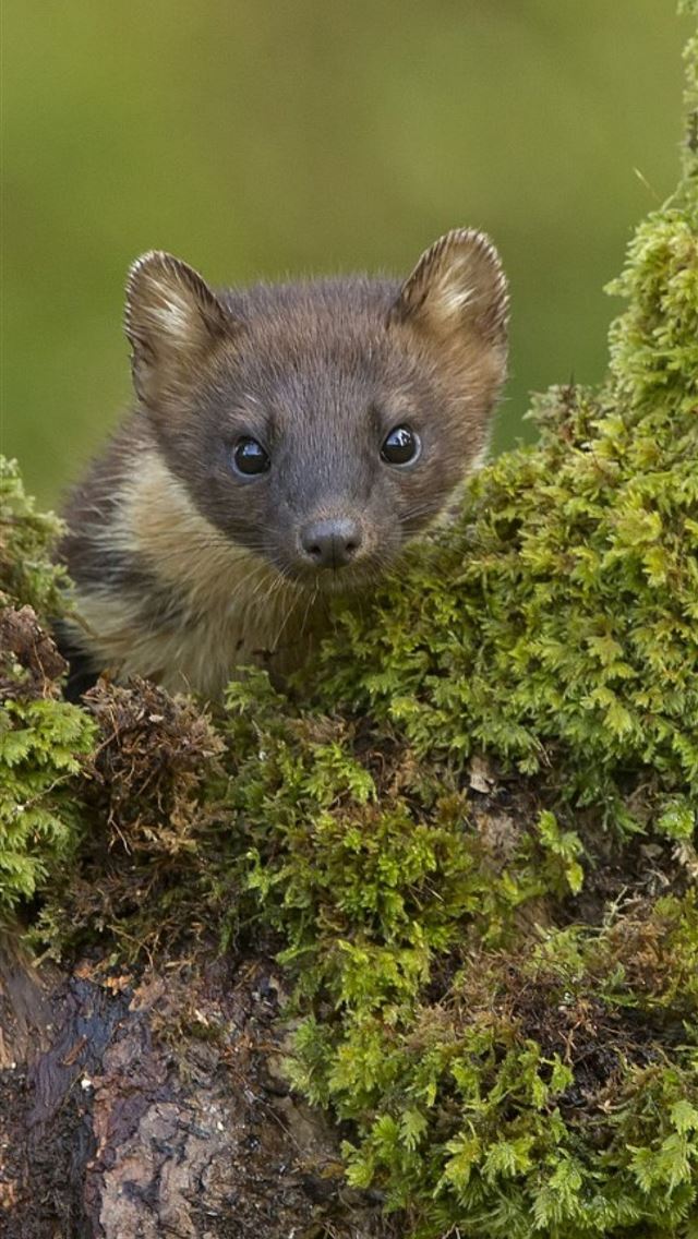 1284x2778 weasels - weasels iPhone Wallpaper