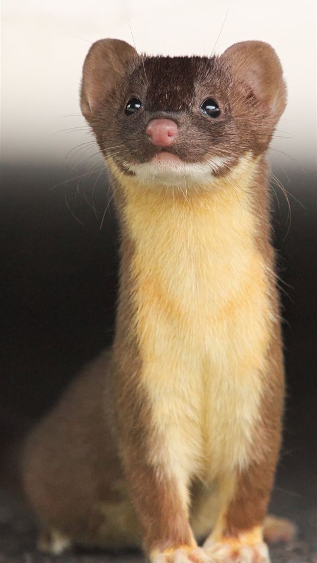 1284x2778 weasels - weasels iPhone Wallpaper