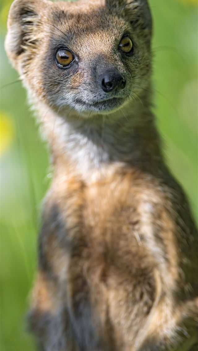 1284x2778 weasels - weasels iPhone Wallpaper