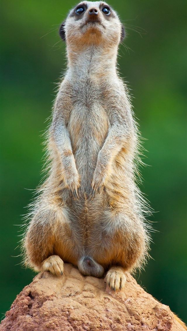 1125x2436 weasels - weasels iPhone Wallpaper