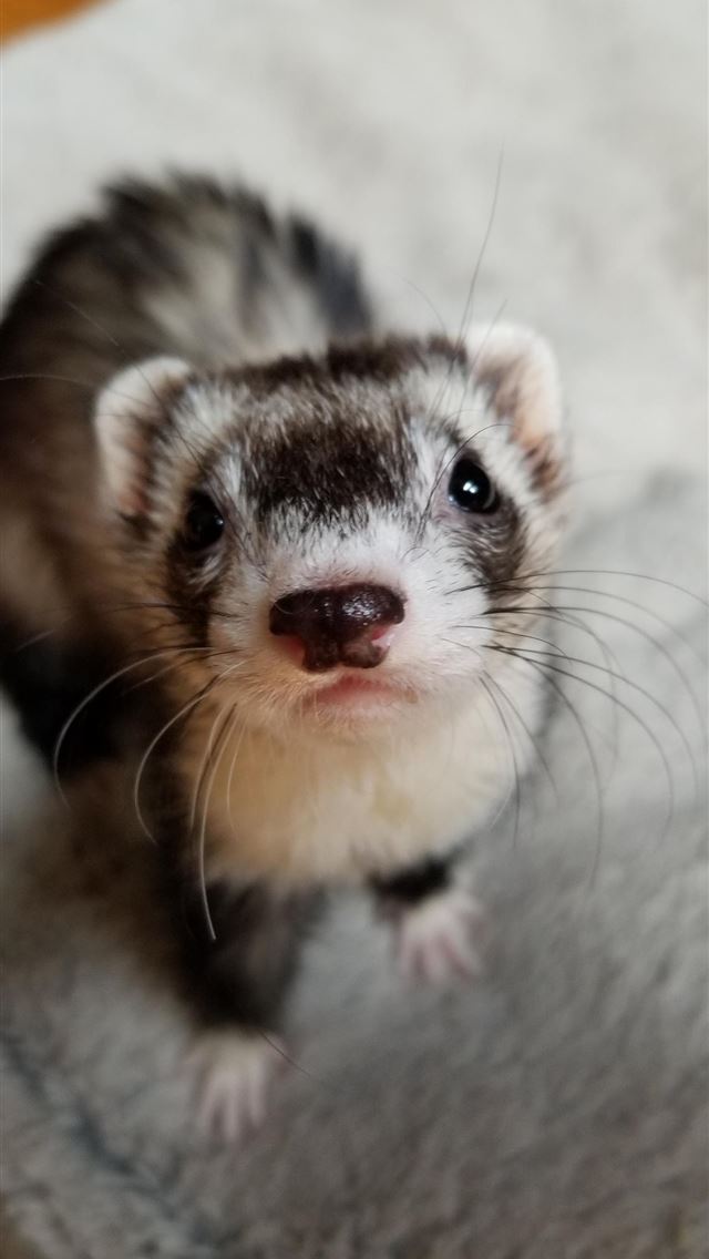 1284x2778 weasels - weasels iPhone Wallpaper