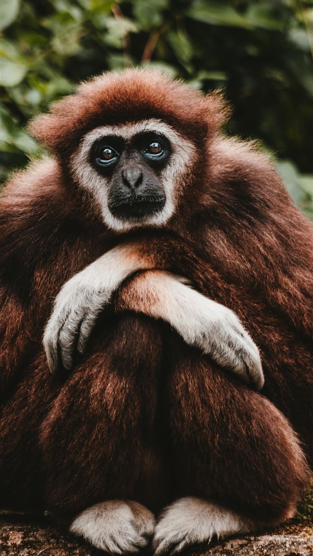 1284x2778 gibbon -  iPhone Wallpaper