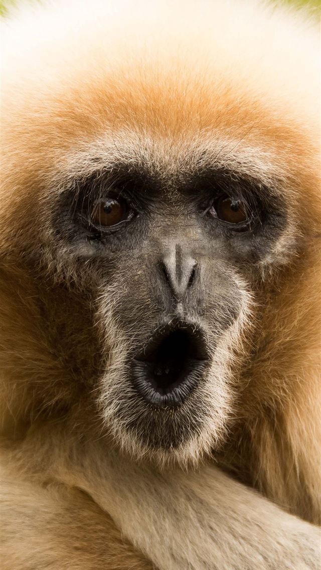 1284x2778 gibbon -  iPhone Wallpaper