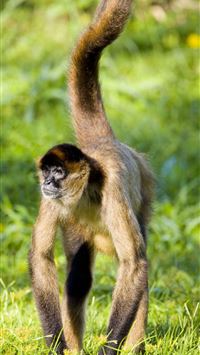 gibbon wallpaper