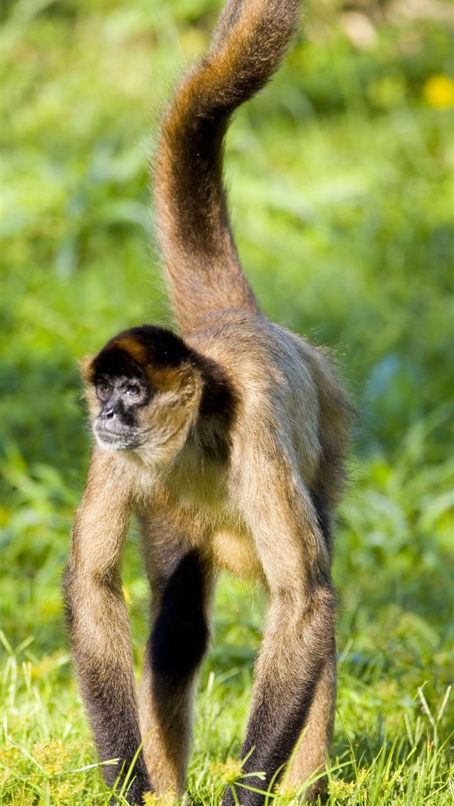 1284x2778 gibbon -  iPhone Wallpaper
