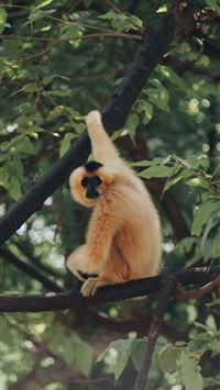 gibbon wallpaper