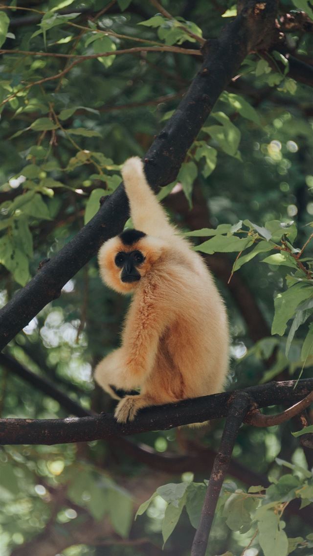 1284x2778 gibbon -  iPhone Wallpaper