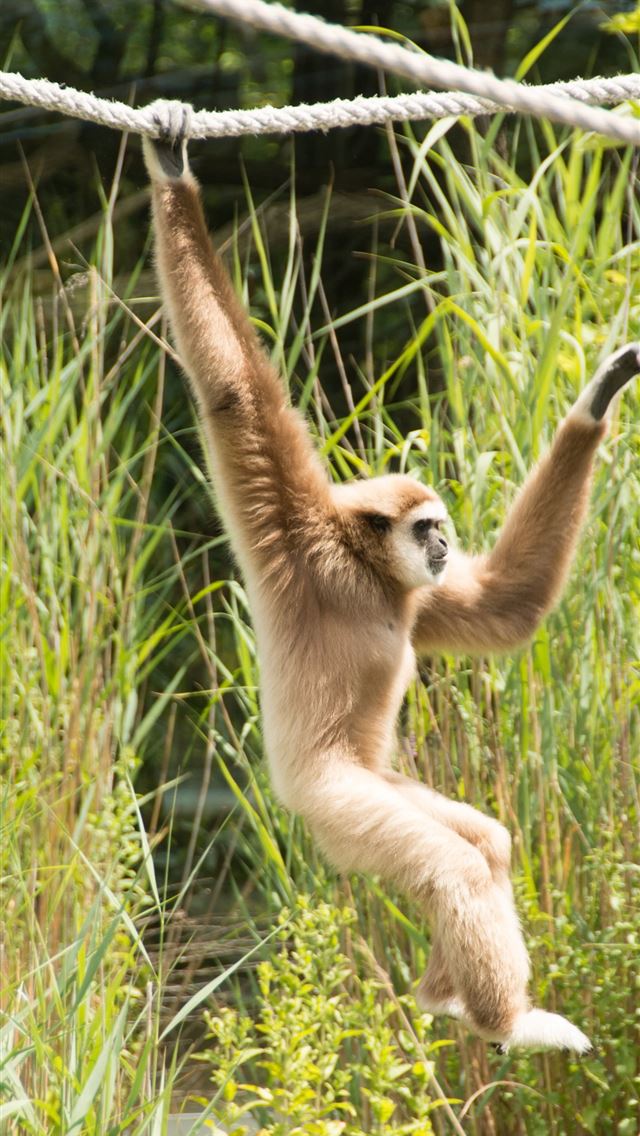 1284x2778 gibbon -  iPhone Wallpaper
