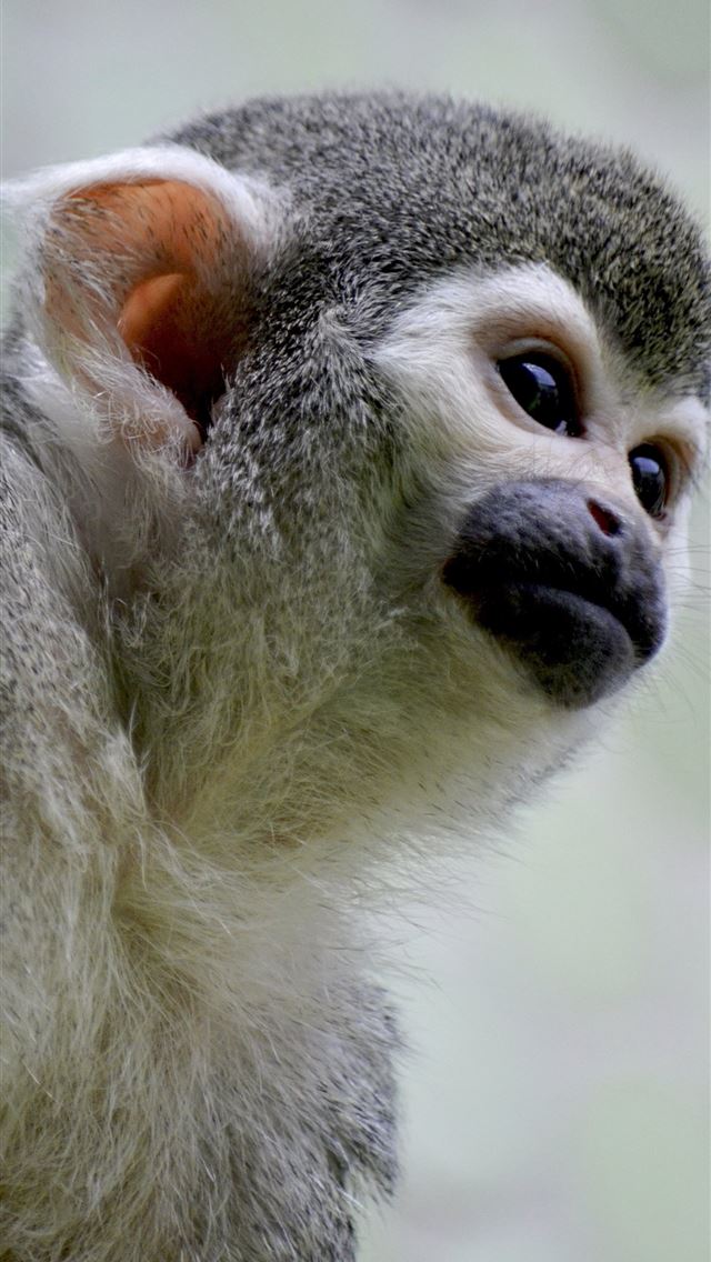 1284x2778 gibbon -  iPhone Wallpaper