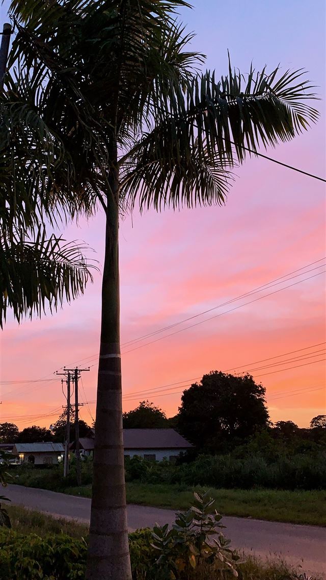 1284x2778 suriname -  iPhone Wallpaper