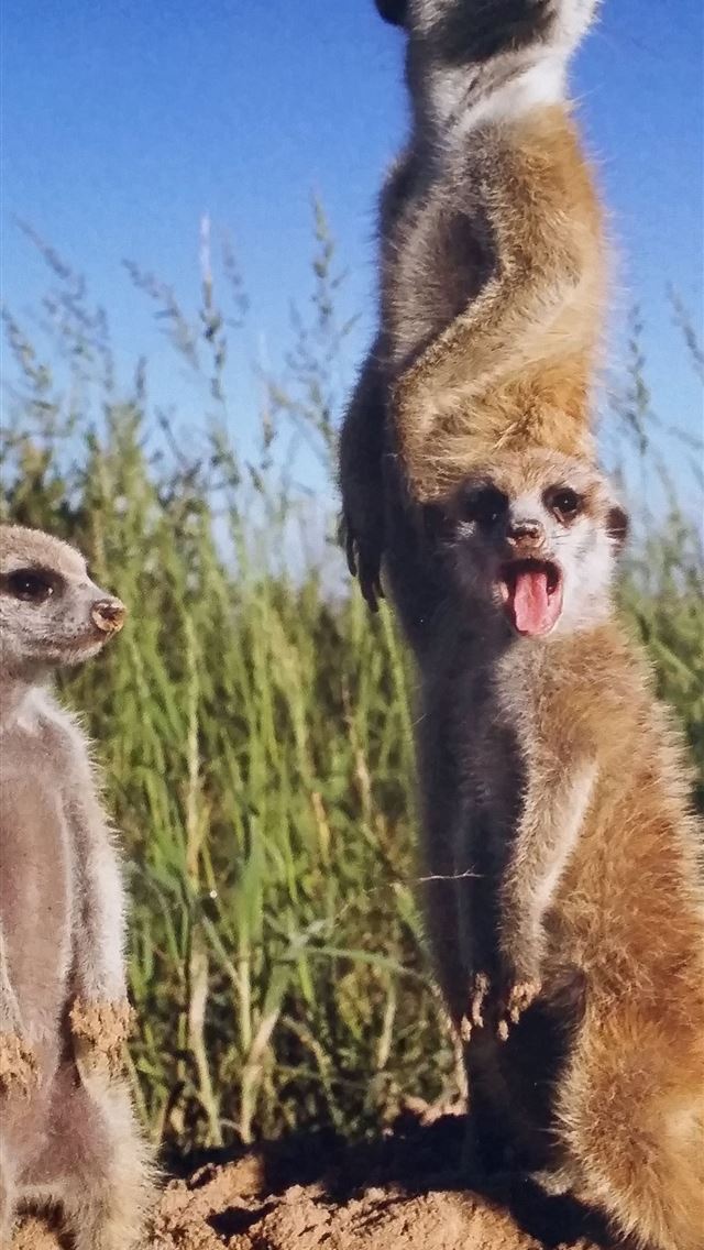1284x2778 makgadikgadi pan - makgadikgadi pan iPhone Wallpaper