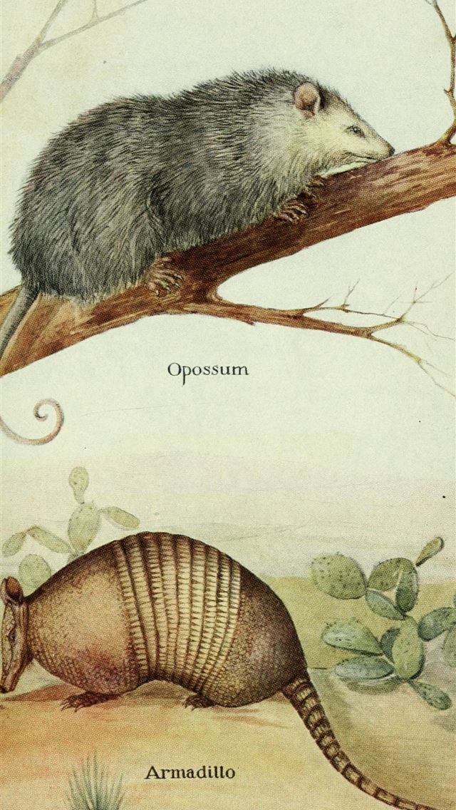 1284x2778 armadillo - armadillo iPhone Wallpaper