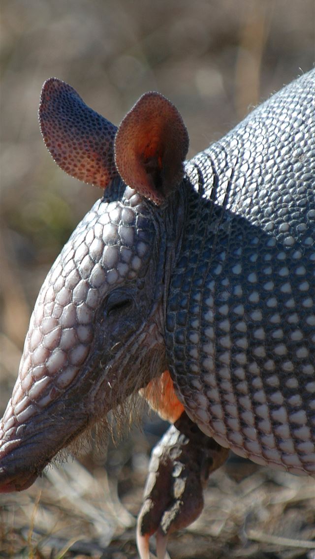 1284x2778 armadillo - armadillo iPhone Wallpaper