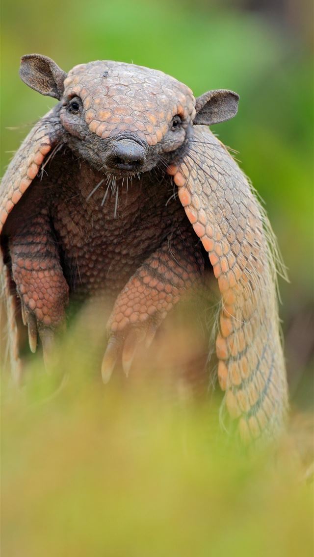 1284x2778 armadillo - armadillo iPhone Wallpaper