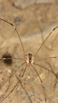 harvestmen wallpaper