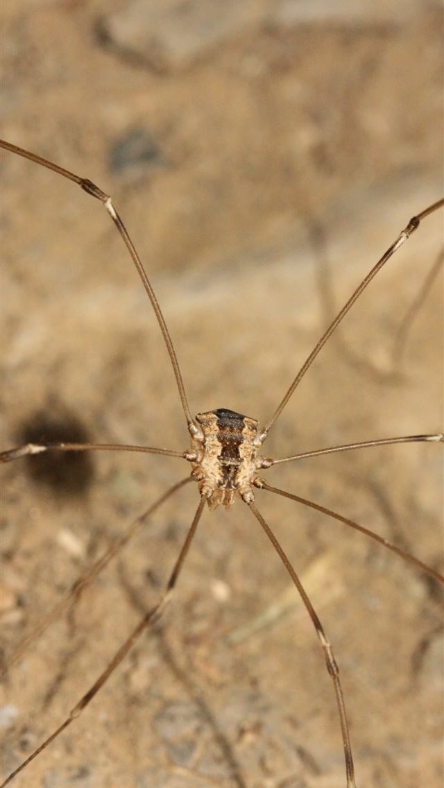 1284x2778 harvestmen - harvestmen iPhone Wallpaper
