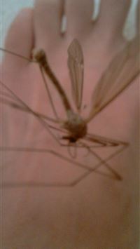 harvestmen wallpaper