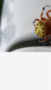 harvestmen wallpaper