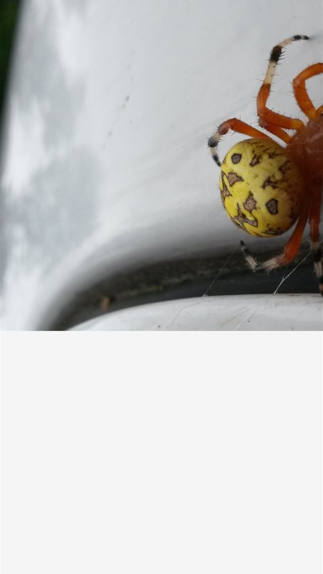 1284x2778 harvestmen - harvestmen iPhone Wallpaper