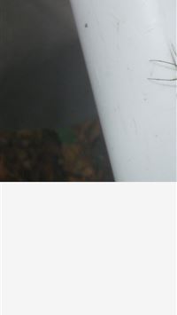 harvestmen wallpaper