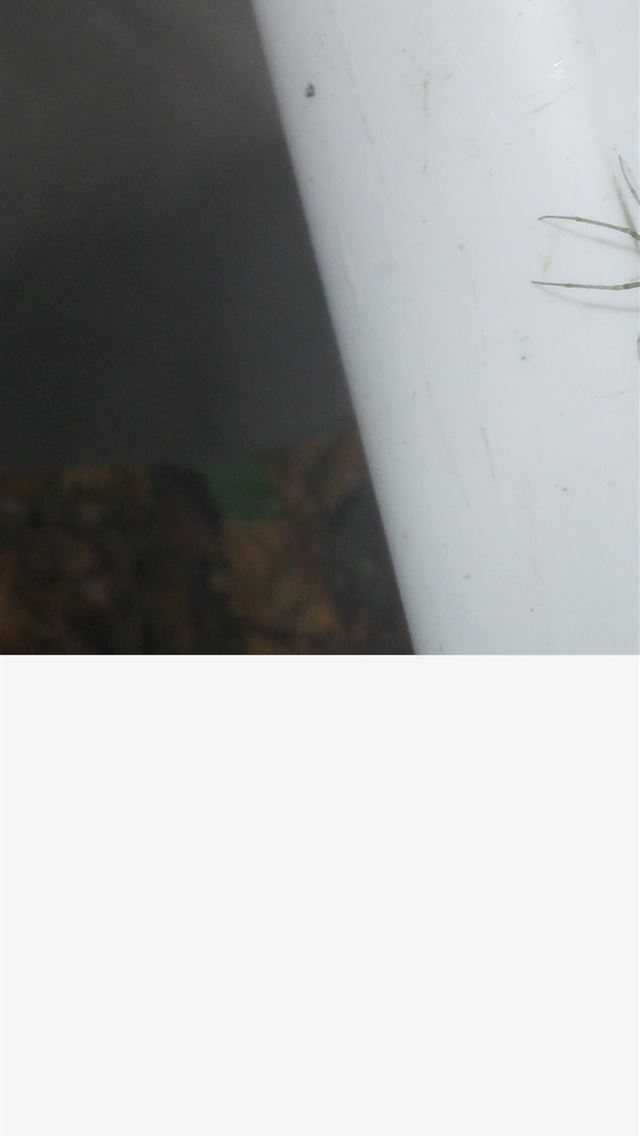 1284x2778 harvestmen - harvestmen iPhone Wallpaper