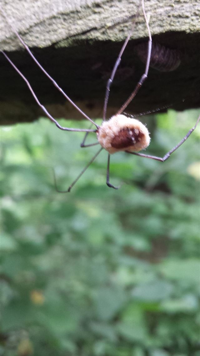 1284x2778 harvestmen - harvestmen iPhone Wallpaper