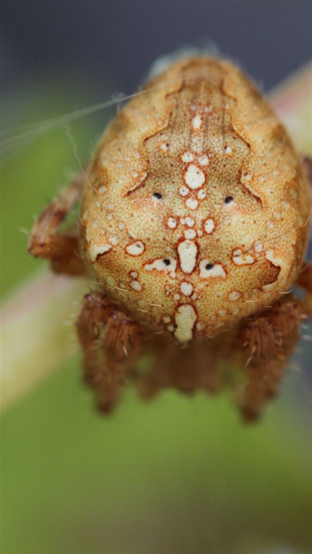 1284x2778 harvestmen - harvestmen iPhone Wallpaper
