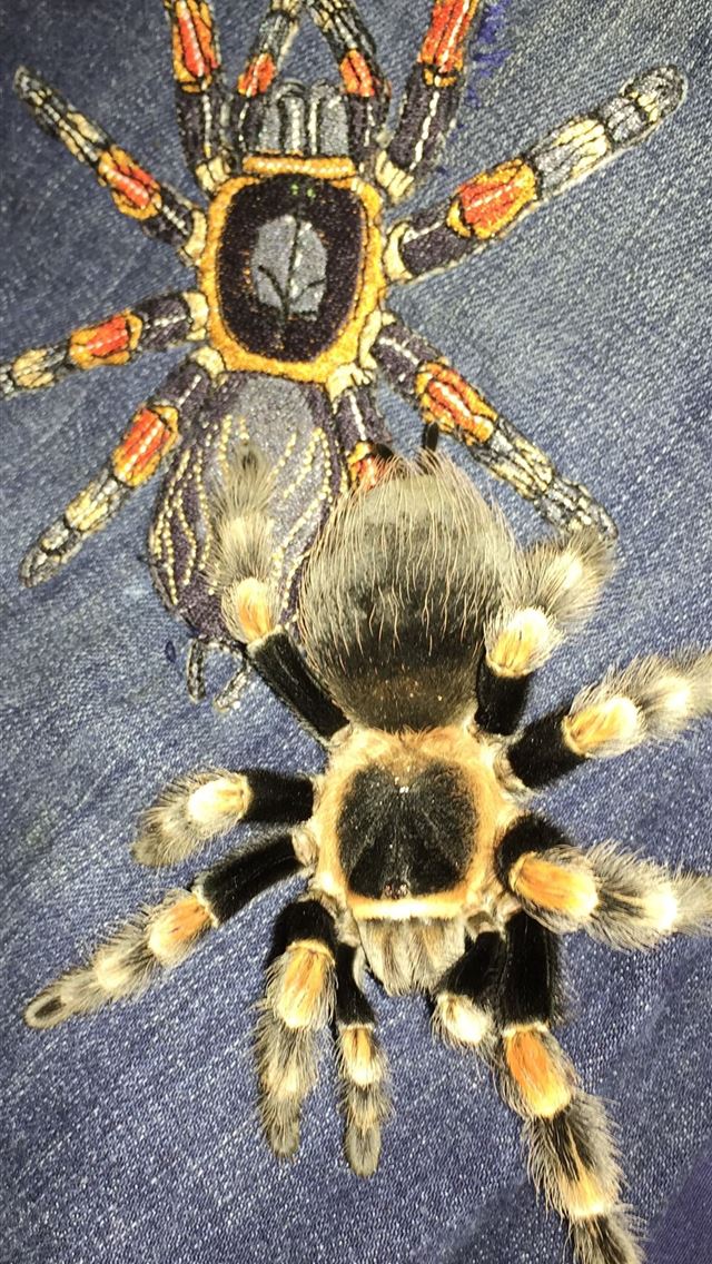 1284x2778 harvestmen - harvestmen iPhone Wallpaper