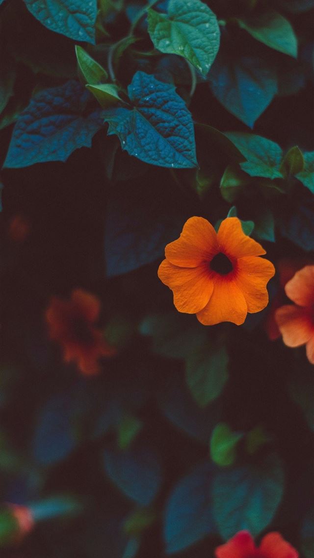 1284x2778 duracell - duracell iPhone Wallpaper