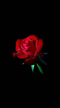 roserade hd wallpaper