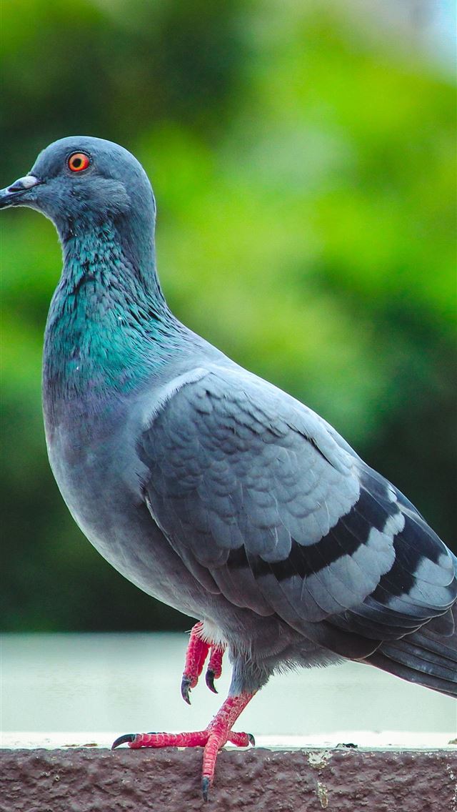 1284x2778 rock dove - rock dove iPhone Wallpaper