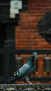 rock dove wallpaper