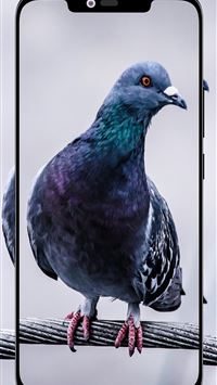 rock dove wallpaper