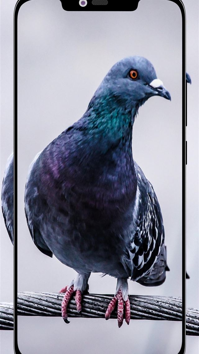 1284x2778 rock dove - rock dove iPhone Wallpaper