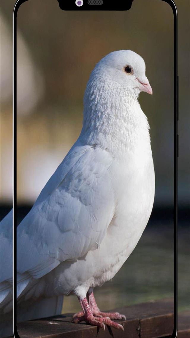 1284x2778 rock dove - rock dove iPhone Wallpaper