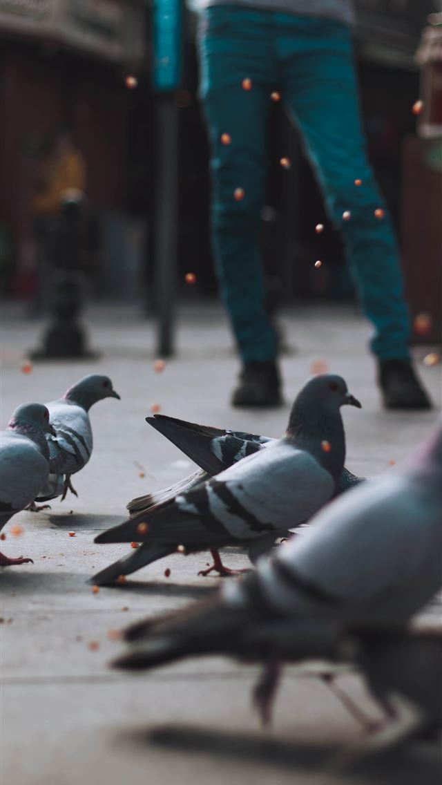 1284x2778 rock dove - rock dove iPhone Wallpaper